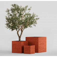 CUBE EROSIA CORAL